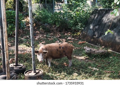 Domestic Pig Looking Into Camera On A Garden Of Village In Tonga
