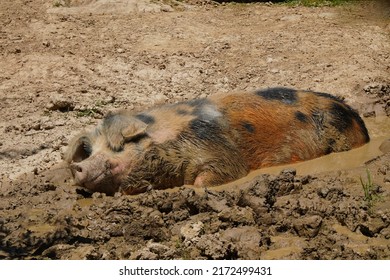Domestic pig wallowing in the mud