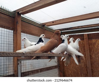 Domestic Pigeon. Breeding Pigeons At Home. Pigeons Of White And Brown Colors Sitting In A Dovecote.