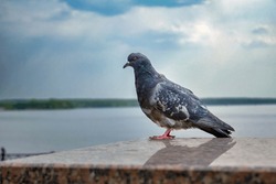 The Domestic Pigeon Columba Livia Domestica Or Columba Livia Forma Domestica Is A Pigeon Subspecies That Was Derived From The Rock Dove.