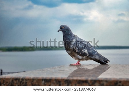 The domestic pigeon Columba livia domestica or Columba livia forma domestica is a pigeon subspecies that was derived from the rock dove.
