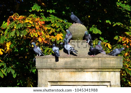 The domestic pigeons, Columba livia domestica sitting on a statue in autumn