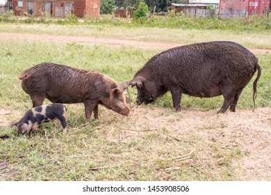 Uganda Pigs Images, Stock Photos & Vectors | Shutterstock