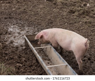 Domestic Pigs (Sus scrofa domesticus) Wallowing in Mud on a Farm in Rural Devon, England, UK - Shutterstock ID 1761116723