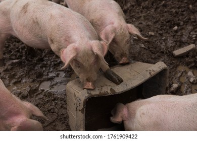Domestic Pigs (Sus scrofa domesticus) Wallowing in Mud on a Farm in Rural Devon, England, UK - Shutterstock ID 1761909422
