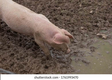 Domestic Pigs (Sus scrofa domesticus) Wallowing in Mud on a Farm in Rural Devon, England, UK - Shutterstock ID 1761993470