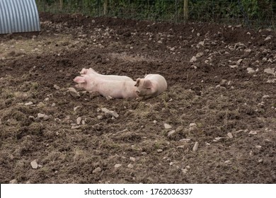 Domestic Pigs (Sus scrofa domesticus) Wallowing in Mud on a Farm in Rural Devon, England, UK - Shutterstock ID 1762036337