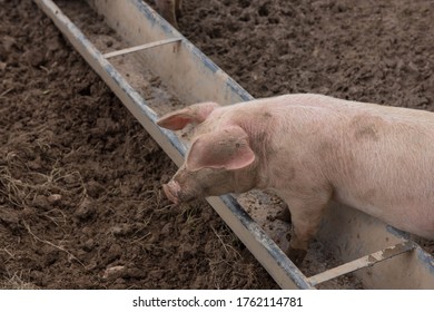 Domestic Pigs (Sus scrofa domesticus) Wallowing in Mud on a Farm in Rural Devon, England, UK - Shutterstock ID 1762114781