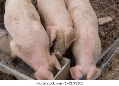 Domestic Pigs (Sus scrofa domesticus) Wallowing in Mud on a Farm in Rural Devon, England, UK - Shutterstock ID 1762792601