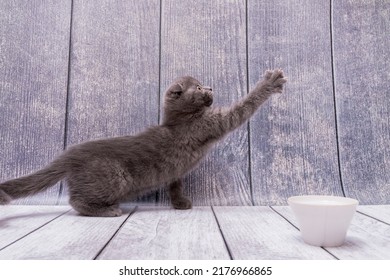 Domestic Playful Scottish Fold Kitten Stands On Wooden Surface Of Table And Stretches Its Front Paw Up, Spreading Its Claws.