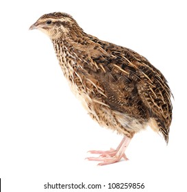 domestic quail isolated on a white background - Shutterstock ID 108259856