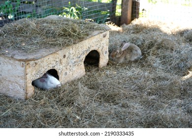 Domestic Rabbit In Its Enclosure             