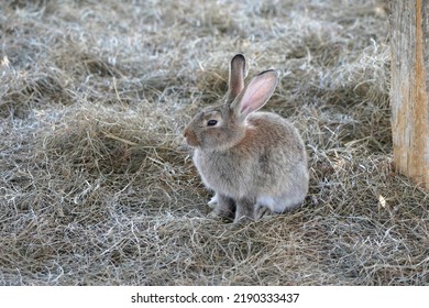 Domestic Rabbit In Its Enclosure             