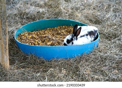 Domestic Rabbit In Its Enclosure             