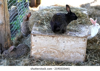 Domestic Rabbit In Its Enclosure             