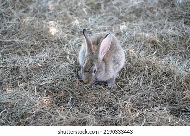 Domestic Rabbit In Its Enclosure             