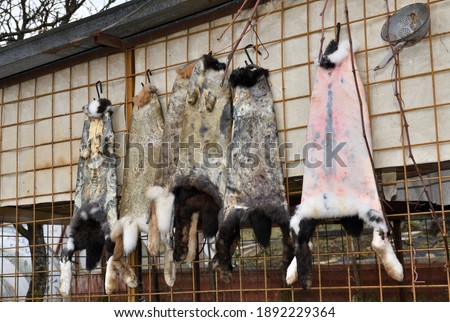 Domestic rabbit skinning dried in the village in the traditional way