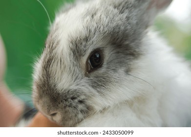 Domestic rabbits, close-up portrait of a rabbit's face - Powered by Shutterstock