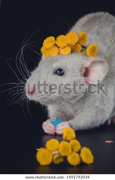 domestic rat gray curly hair cap stock photo edit now