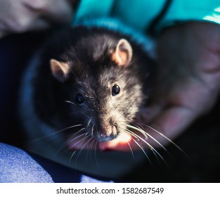 De Rat Hd Stock Images Shutterstock