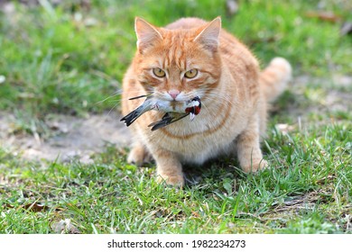 The Domestic Red Cat Caught The Bird And Holds It In Its Mouth