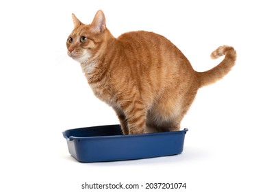 Domestic red cat pooping in a little kitty litter box.