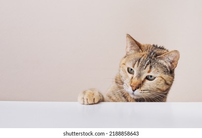 A domestic red cat put its paw on the kitchen table - Shutterstock ID 2188858643