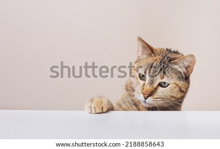 A domestic red cat put its paw on the kitchen table