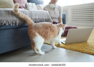 Domestic Red Cat Walking Along The Floor And Going To The Laptop While His Owner Working On It On The Floor At Home