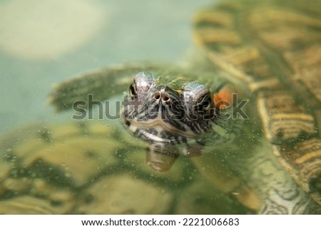 A domestic red-eared turtle in an aquarium, sticking its head out from under the surface of the water. Pets in the aquarium.