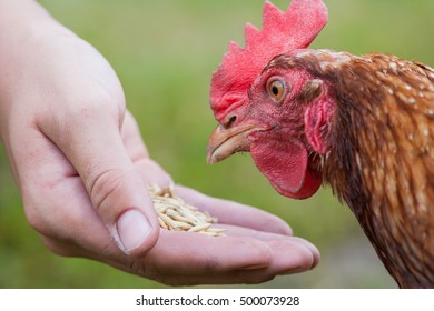 12,655 Chicken peck Images, Stock Photos & Vectors | Shutterstock