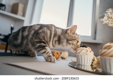 Domestic Scottish Cat Plays With Dry Rosebuds And Tastes Cupcake