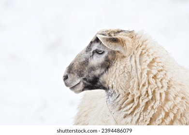 Domestic sheep close-up portrait on the winter pasture covered by snow. Livestock on small farm in Czech republic countryside. Negative space for placement of text.
