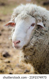 Domestic Sheep In The Sierra Nevada Foothills