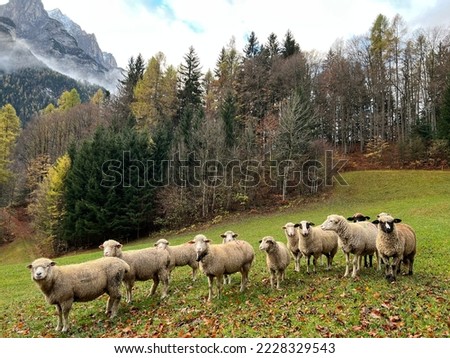 Domestic sheeps on the on meadows and pastures on the slopes of the alpine mountains above the Taminatal river valley and in the massif of the Swiss Alps, Vättis - Canton of St. Gallen, Switzerland