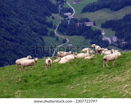Domestic sheeps on the on meadows and pastures over the Iberig region and on the slopes of the Schwyz Alps mountain massif, Oberiberg - Canton of Schwyz, Switzerland (Schweiz)