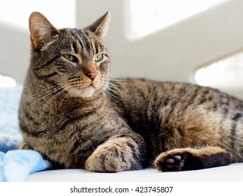 Domestic Short Hair Brown Grey Tabby Cat With Stripes And Green Eyes Laying Down