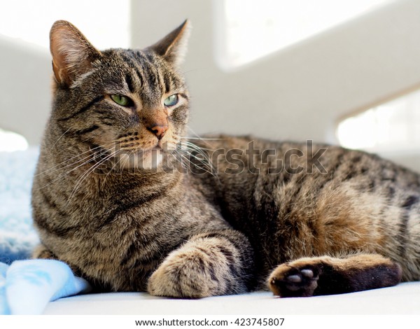 Domestic Short Hair Brown Grey Tabby Stock Image Download Now