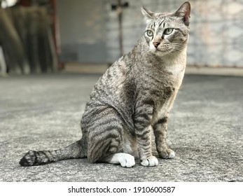 Cat domestic short-haired 10 Short