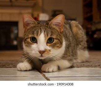 A Domestic Short Hair Manx Cat.