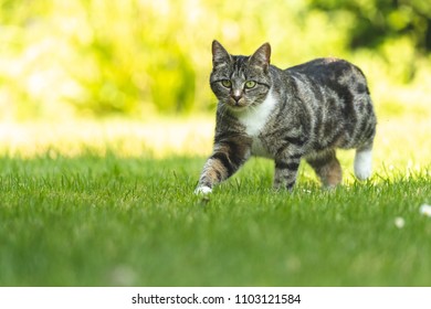 Domestic Short Haired Tabby Cat Stalking In The Garden.