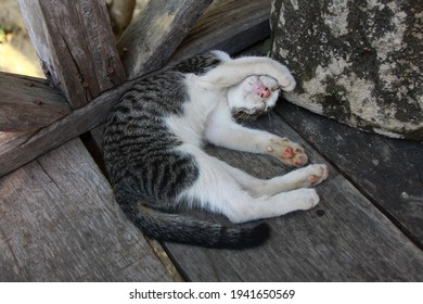 Domestic Short-haired Cat Lay Down On The Floor