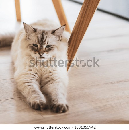 Cat lying on wooden floor