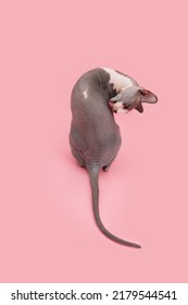 Domestic sphynx cat preening itself. Isolated on pink pastel background