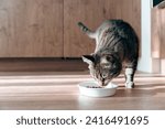 Domestic tabby cat approaches a bowl of food, bright sunlight falls on the floor and on the cat. High quality photo