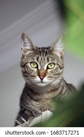 Domestic Tabby Cat At Home