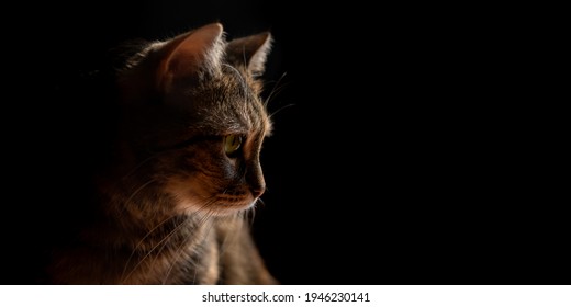 465,048 Cute Cat Black Background Images, Stock Photos & Vectors ...