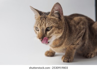 domestic tabby cat licking it's lip after enjoying meals - Powered by Shutterstock