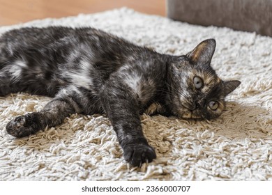Domestic tortoiseshell, dark tricolor cat lies on the carpet in room. Happy pet sleeping, take nap, resting, relaxing indoor, inside house. 