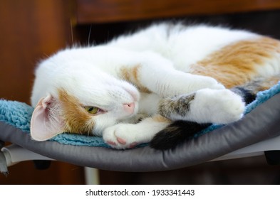 Chat Calin Photos Et Images De Stock Shutterstock